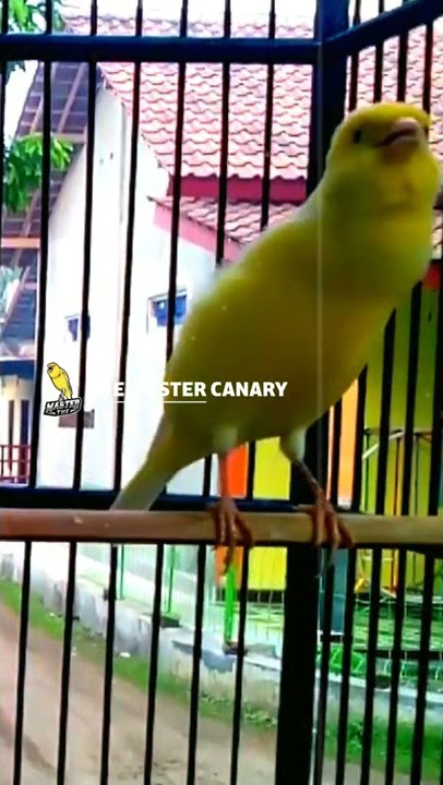 Canary training champion song - Canary singing master #Shorts
