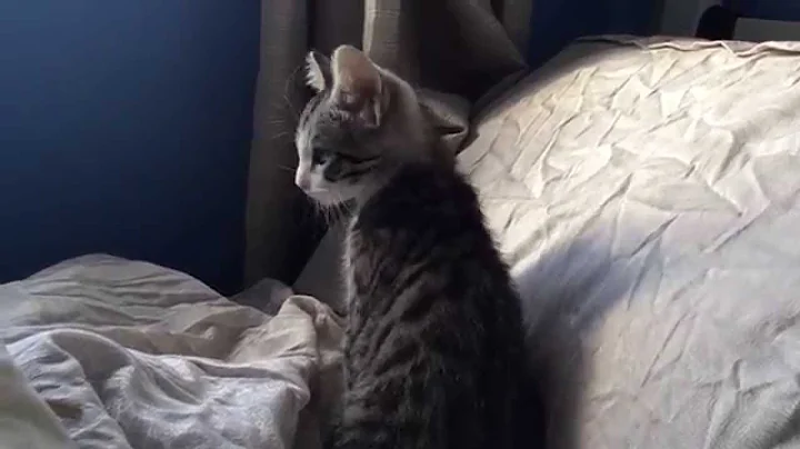 Watch the video about Silver Bengal Cross Kitten Playing