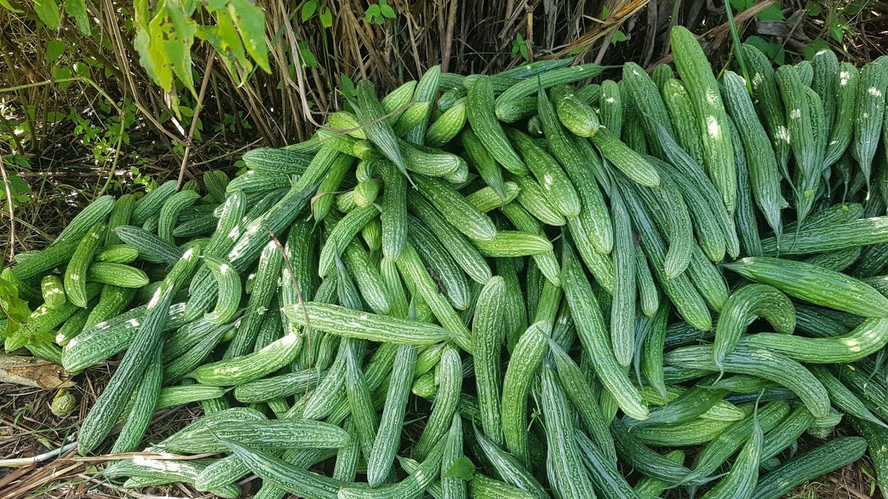 update sa aking ampalaya na sobrang dame ng bunga green spear variety ang ganda ng mga bunga