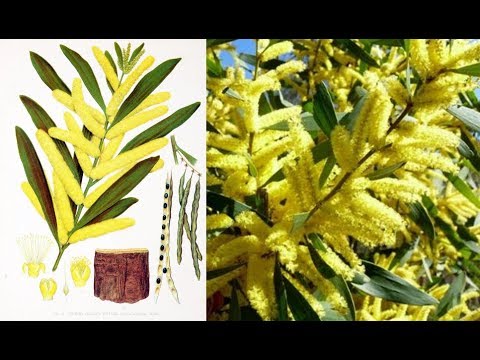 video phone beyonce mp3 Wattle Day - ABC Radio