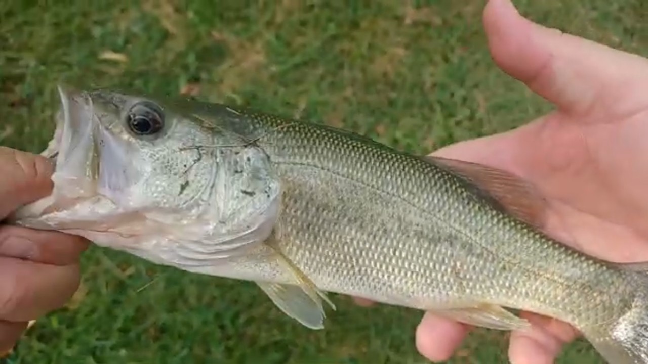 Whopper Plopper gets two fish on a 95 degree day!