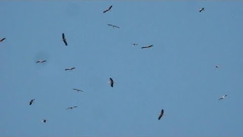 The beginning of migration of storks from Europe to Africa.