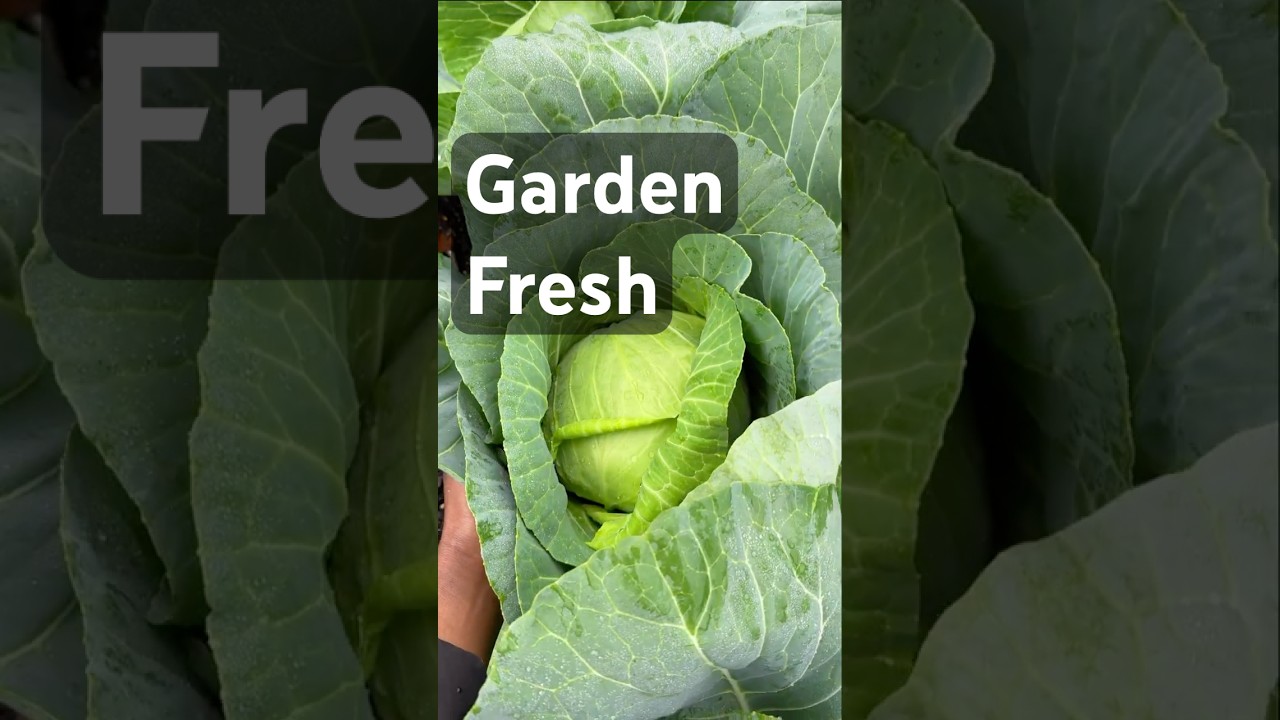 Осенний и зимний урожай 