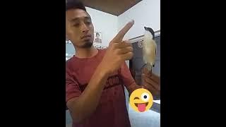 cendet ini jinak milik om YOGA Baladewa team Banyuwangi