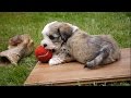 Havanese - funny little dogs - playing puppies - lustige spielende Havaneser