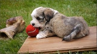 Havanese  funny little dogs  playing puppies  lustige spielende Havaneser