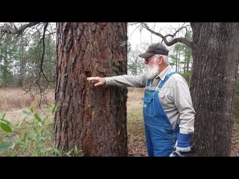 ვიდეო: აკრილის სელანტი ხისათვის: ნაერთი მორებისათვის სახსრების დალუქვისათვის, ხის დამუშავებისათვის სახსრების დამაგრების მახასიათებლები