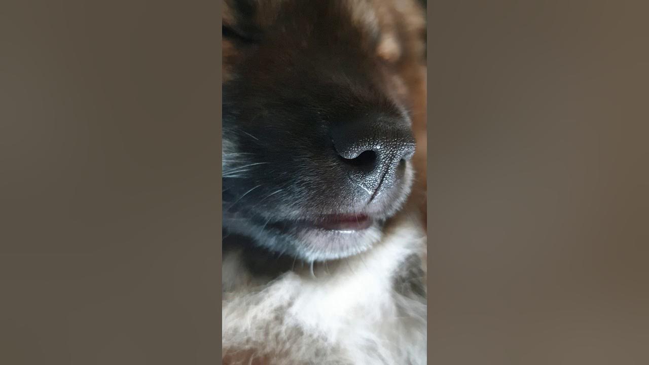 강아지가 잘 때 혀 나오는 과정Puppy's tongue sticks out when he is sleeping YouTube