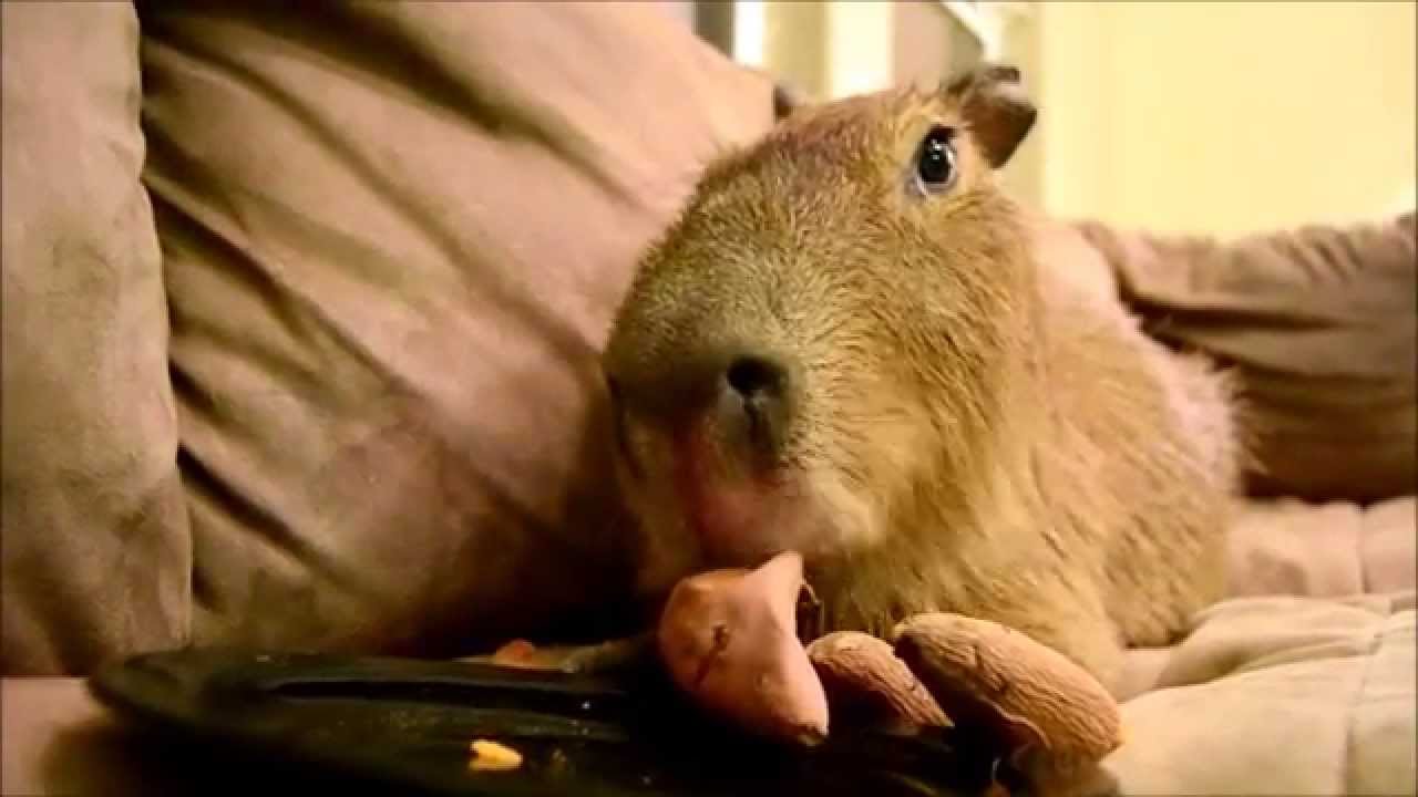 JoeJoe The Capybara Eating Yams YouTube
