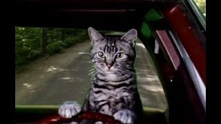 Toonces the Driving Cat