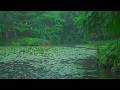 The beautiful lotus pond is raining(85) , sleep, relax, meditate, ASMR, Real Shot