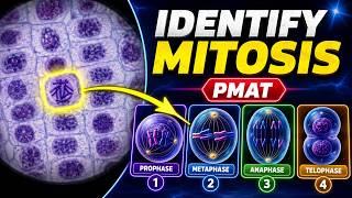 Mitosis Under the Microscope: Identify Every Cell Cycle Phase