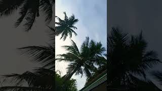 Iam a  coconut tree🌴🌴🌴🌴😄