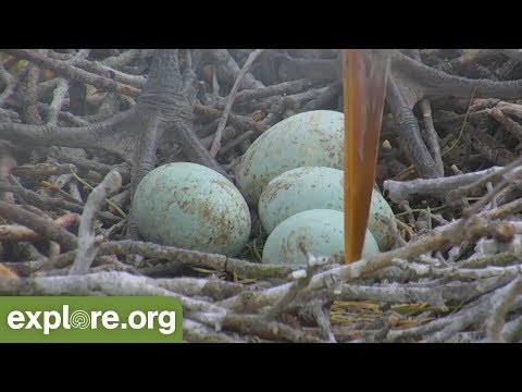 fitz-facts---bird-egg-incubation