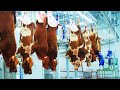 Fattening cow farming equipment  technology  cattle slaughter  processing line in factory