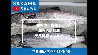 超希少❗️絶品❗️天然琵琶マス【滋賀県琵琶湖】