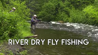 Dry Fly Trout | New Hampshire Fishing