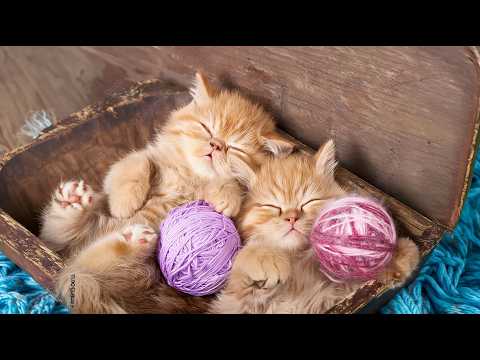 Music for Cats to Fall Into Deep Sleep - Soothing Music Help Cats Sleep, Cat Lullaby for Anxiety