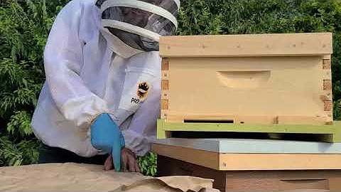 Merging / Combining Two Hives Using the Newspaper Method - (Rec 8/13)