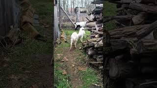 little goats playing headbang🐐#naturedaily #nature #naturelovers #animal #fluffyfriends #goat #cute