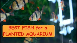 Best Freshwater Fish || Planted Aquarium Fish || Aquarium Fish in Planted Aquarium || Fish Aquarium