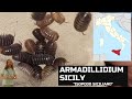 Armadillidium sicily mi NUEVO ISÓPODO | Así los cuido