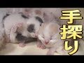 【猫好き】手探り！（マンチカン）《funny cats》