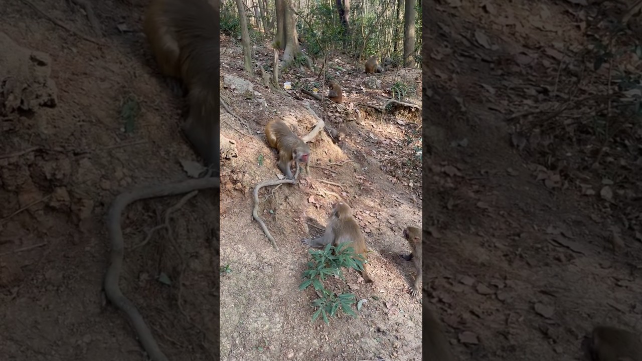 जंगल में बंदरों का खतरनाक झुंड 😱 | Wild Monkey Group Viral Video | Forest Wildlife Shorts 