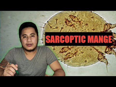 Sarcoptic Mange | Galis Aso (Symptoms, Causes and Treatment) | TAGALOG | CITYBEARS VLOG#9