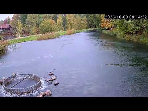 Norrbyströmmen Live Fly Fishing in Home Pool — webcam en direct (Suède)