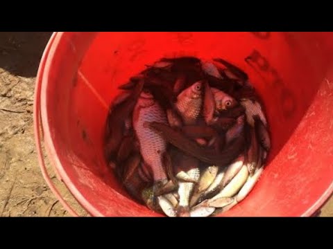 Rainy season, Fishing in the river #4k How to catch fish Catch fish in ...