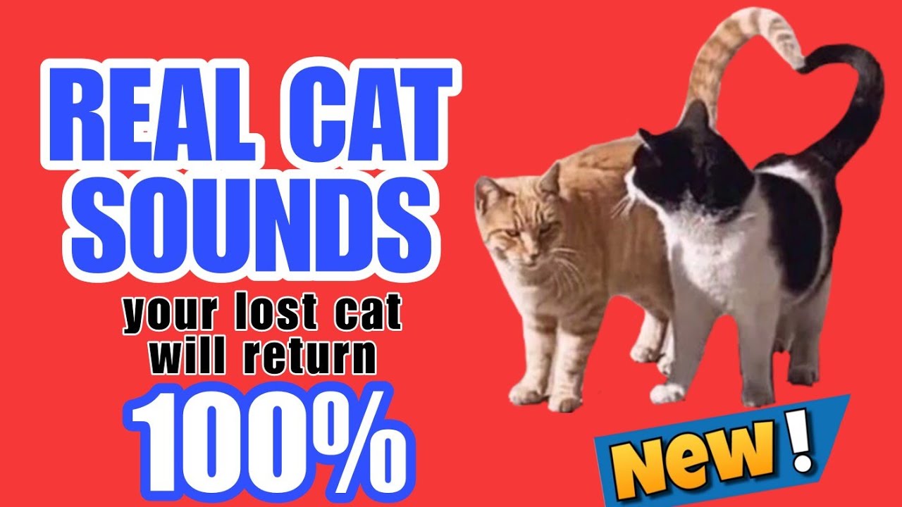 Real cat sounds your lost cat will return 100 new videos youtube