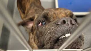 acs A684265