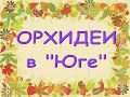 Прекрасный ЗАВОЗ ОРХИДЕЙ в "Юге",26.11.20,Самара,ул.Авиационная,8.