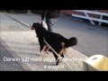 Darwin - Bernese Mountain dog 1½ years old - Mini trick video Darwin - Bernese Mountain dog 1½ years old - Mini trick video