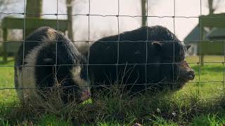 Farming for the Future - Verbrede landbouw