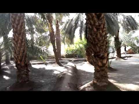 حدثت معجزة داخل هذه المزرعة التى زرع فيها النبي ﷺ 300 نخلة مزرعة سلمان الفارسي بالمدينة المنورة