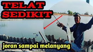 MANCING IKAN BANDENG DI TAMBAK || JORAN SAMPAI MELAYANG#Mancingharianbandeng