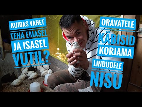 Lindudele nisu. Kuidas vahet teha emasel ja isasel vutil? Oravatele käbisid korjama.