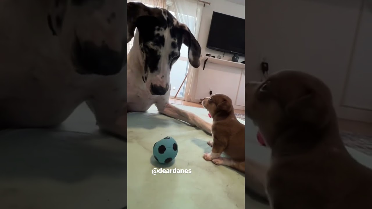 Hilarious tiny puppy says NO to playing ball with Great Dane ⚽️ 🐶 