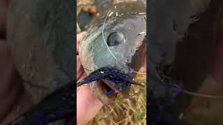 FISH ID?? What did I catch? Fly Fishing Texas Ditches #fishing #shorts