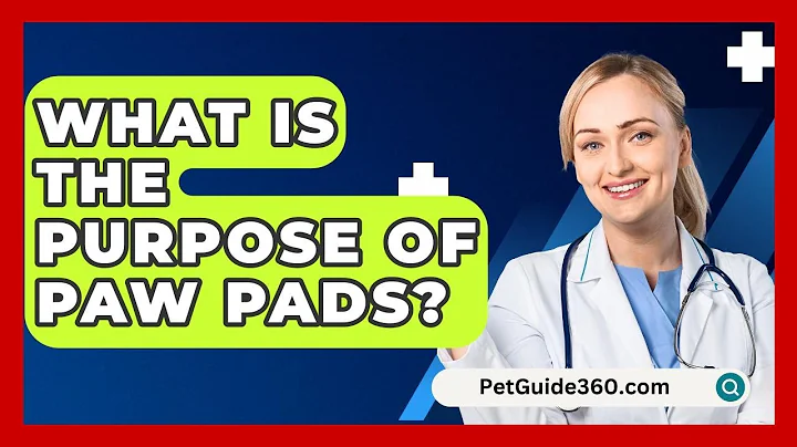 What Is the Purpose of Paw Pads? - PetGuide360.com