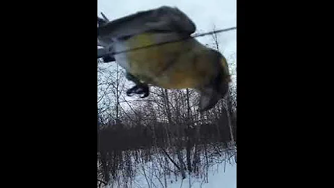Простой клест с большим клювом.
