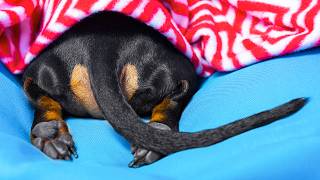 Dachshund's Winter Hibernation! Cute & funny dog video!