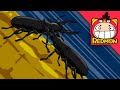 A Stand-off with a stag beetle | Insect world #01 | REDMON