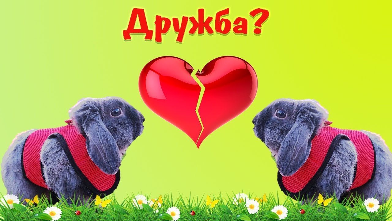Будут ли дружить декоративные кролики, между собой, друг с другом