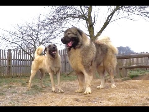 Kangal  &  Caucasian Ovtcharka