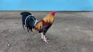 18 Oktober 2020 bhereng tasau