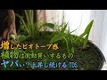【ビオトープ】水生植物「ナガバオモダカ、クワイ、ミズワラビ」の植栽【睡蓮鉢#07】