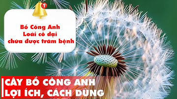 Bồ Công Anh - Loài Cỏ Dại Chữa Được Trăm Bệnh